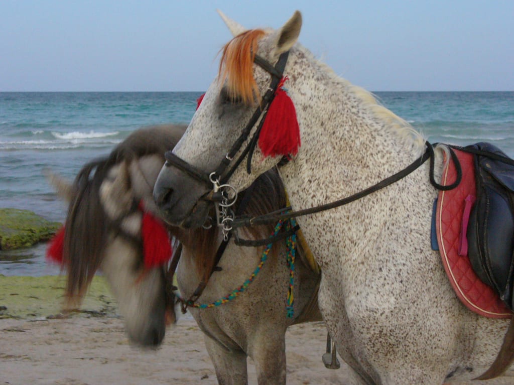 Cavalli con decorazioni tradizionali, Djerba,Tunisia